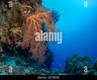 Orange gorgonian sea fan on legde with scuba diver in blue water background. Spratly Island, South China Sea. Stock Photo