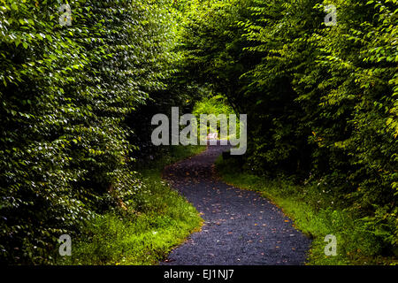 Tunnel formed by trees on the Limberlost Trail, in a lush forest in Shenandoah National Park, Virginia. Stock Photo