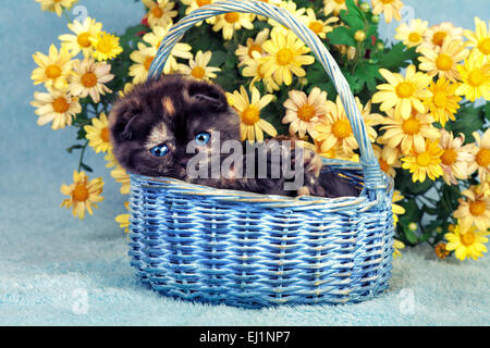 Cute little kitten sitting in a basket near yellow flowers Stock Photo