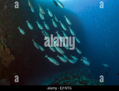 School of Whitemargin unicornfish (Naso annulatus). Spratly Islands, South China Sea. Stock Photo