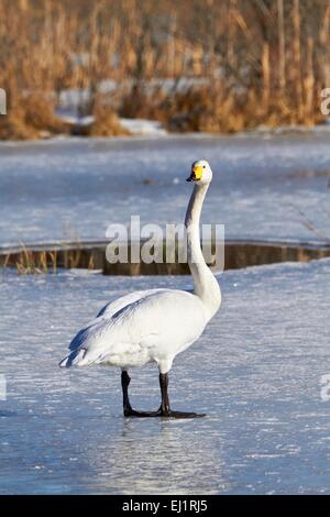 Swan standing on the ice of the lake in the winter. Stock Photo