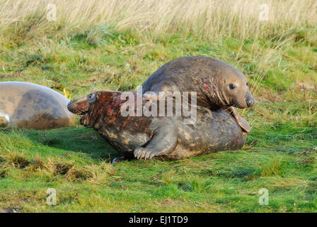 Atlantic Grey Seal - Halichoerus grypus Bulls fighting on grass Stock Photo