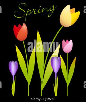 Tulips and crocuses on a black background Stock Vector