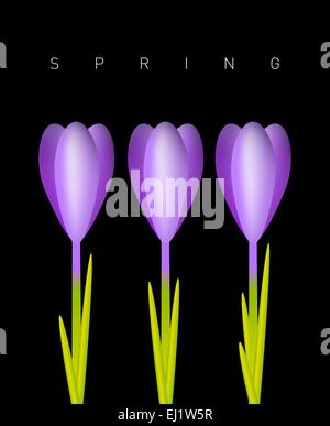 Three violet crocuses on a spring background Stock Vector
