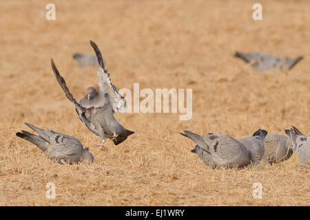 Yellow-eyed Pigeon or Pale-backed Pigeon (Columba eversmanni) in flight Stock Photo