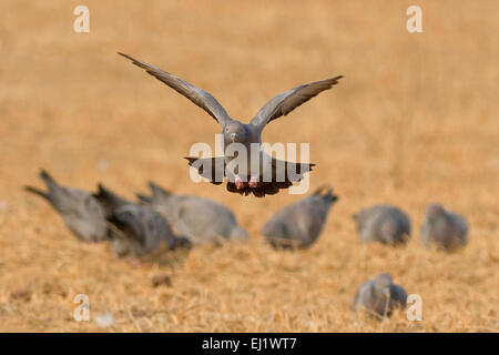 Yellow-eyed Pigeon or Pale-backed Pigeon (Columba eversmanni) in flight Stock Photo