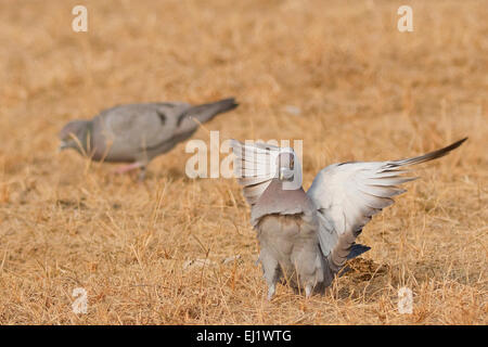 Yellow-eyed Pigeon or Pale-backed Pigeon (Columba eversmanni) in flight Stock Photo