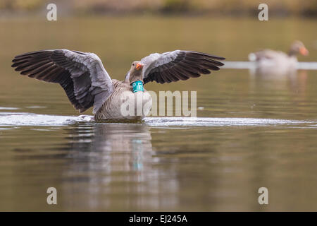 Greylag goose (Anser anser) tagged with a collar, splashing in the water. Stock Photo