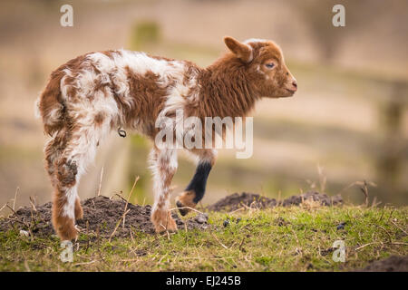 Newborn brown white lamb  (Capra aegagrus hircus) in Springtime standing in a meadow. Stock Photo