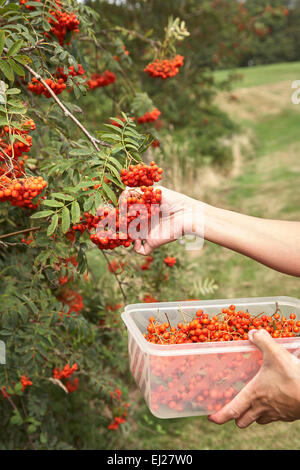 A person picking Rowan berries with the intention of making home-made