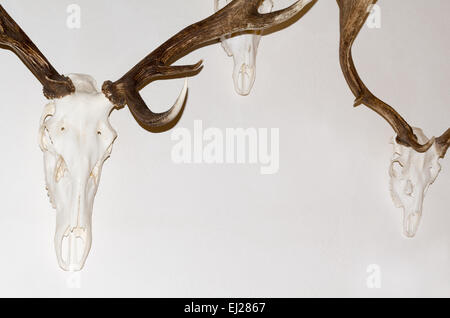 Deer Antler Trophies on White Wall Closeup Stock Photo