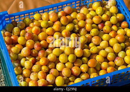 Mirabelle plums (Prunus domestica subsp. syriaca) gathered from a village tree in Gigny-sûr-Saône, Burgundy, France. Stock Photo