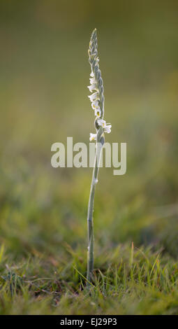 An Autumn Ladies Tresses in the New Forest. Stock Photo