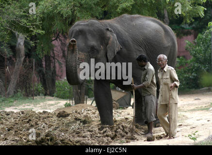 Indian mahout train the elephant in Hyderabad,India on October 2,2013. Stock Photo