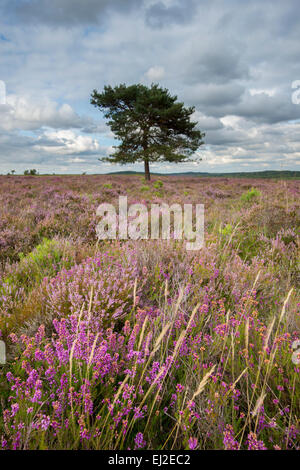 A view of Ibsley Common in the New Forest. Stock Photo