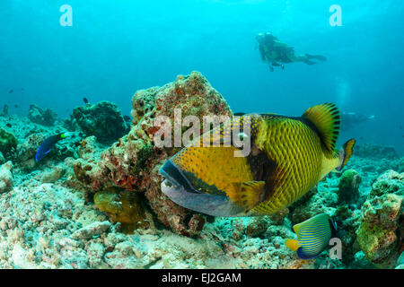 Balistes viridescens, Giant or Titan Driggerfish and scuba diver, Muthafushi Thila, Baa Atoll, Maldives, Indian Ocean Stock Photo