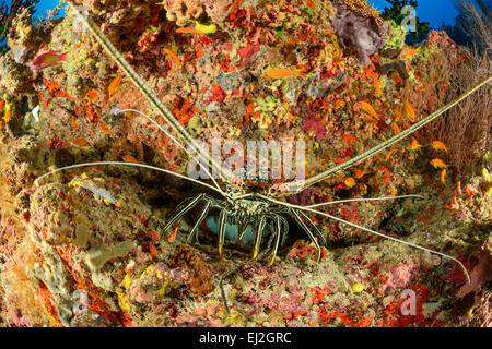 Panulirus versicolor, Painted Spiny Lobster, Dhonfan Thila, Baa Atoll, Maldives, Indian Ocean Stock Photo
