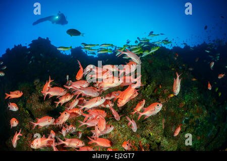 Myripristis vittata, whitetip soldierfish and scuba diver, Dhonfan Thila, Baa Atoll, Maldives, Indian Ocean Stock Photo