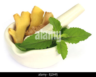 Medicinal herbs on mortar with pestle over white background Stock Photo