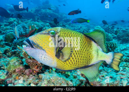 Balistes viridescens Balistoides viridescens, Giant or Titan Driggerfish, Hafsha Thila, Ari Atoll, Maldives, Indian Ocean Stock Photo