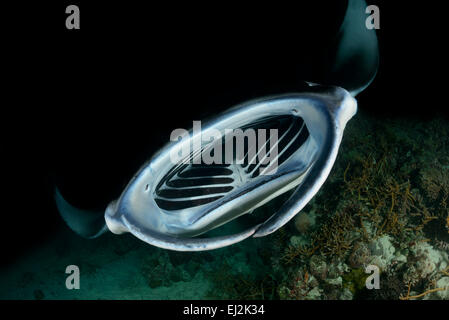 Manta alfredi, Feeding Reefmanta during Nightdive, Fesdhoo Lagoon near Fesdhoo Faru, Ari Atoll, Maldives, Indian Ocean Stock Photo