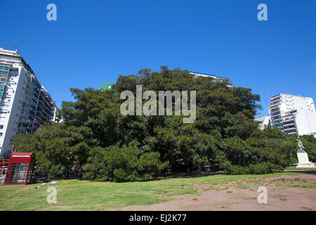 The oldest Buenos Aires gomero tree (Ficus elastica) in Recoleta. Stock Photo