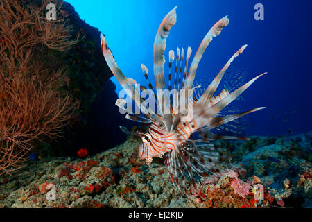 Pterois antennata, broadbarred firefish, Ari Atoll, Maldives, Indian Ocean Stock Photo