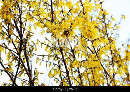 charming yellow forsythia stems in a contemporary style  Jane Ann Butler Photography JABP1011 Stock Photo