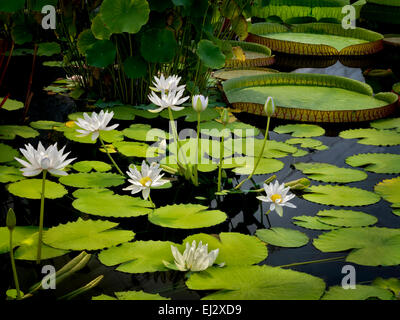 Waterlily in pond. Oregon Stock Photo