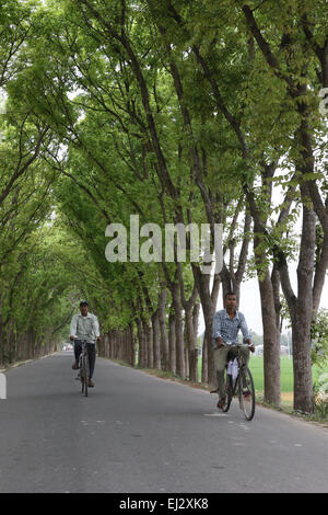 Dhaka 2015. Dark green foliage adorns roadside tree in singair upazila of manikgong in Dhaka . green tree Stock Photo