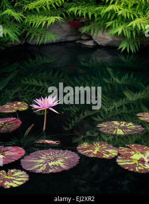 Waterlilies in pond with reflection. Oregon Stock Photo
