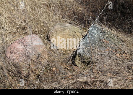 three big smooth stones hide in yellow dry grass Stock Photo
