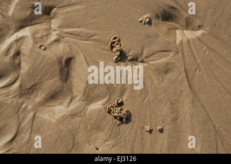 Lugworm casts on Nairn Beach Stock Photo