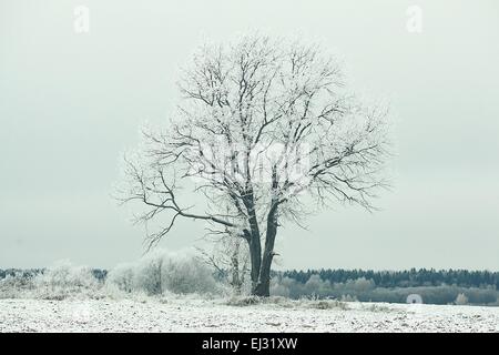 Lonely tree in a snowy field in winter Stock Photo - Alamy