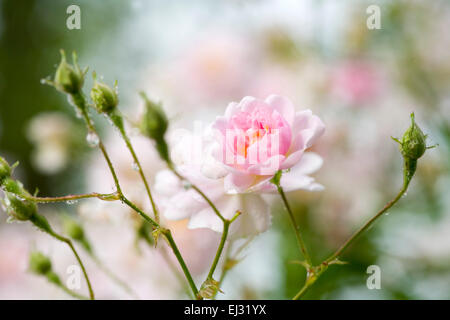 Pink flower of Himalayan Musk Rose Rosaceae Rosa brunonii