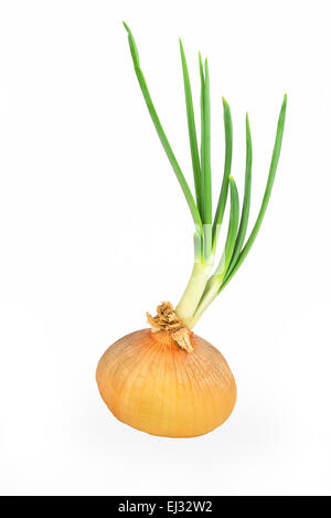 An onion bulb sprouting with large green sprouts, isolated on white. Stock Photo