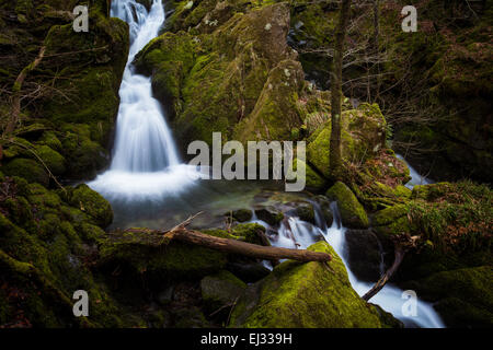 Stock Ghyll Force Waterfall in a beautiful lush green secluded valley near Ambleside in the English Lake District, Cumbria Stock Photo