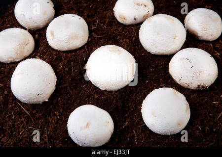 Several white mushrooms growing over black soil Stock Photo