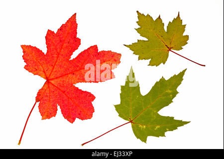 Silver maple / creek maple / silverleaf maple (Acer saccharinum) autumn leaves, native to North America against white background