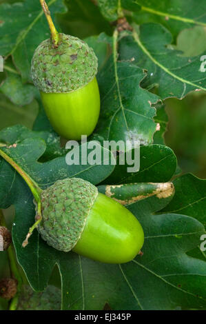 English oak / pedunculate oak / French oak (Quercus robur) close up of acorns and leaves Stock Photo