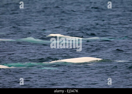 Pod of belugas / beluga whales / white whale (Delphinapterus leucas) swimming in the Arctic ocean near Svalbard, Norway Stock Photo