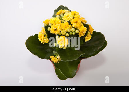 Mini yellow kalanchoe flower in a pot isolated on white background Stock Photo