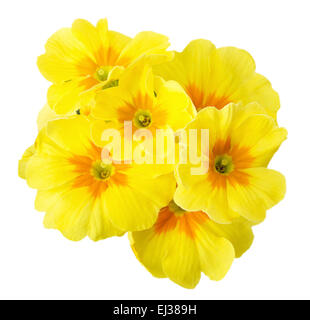 yellow primrose isolated on white background. Stock Photo