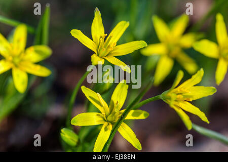 Yellow Star-of-Bethlehem Gagea lutea Stock Photo