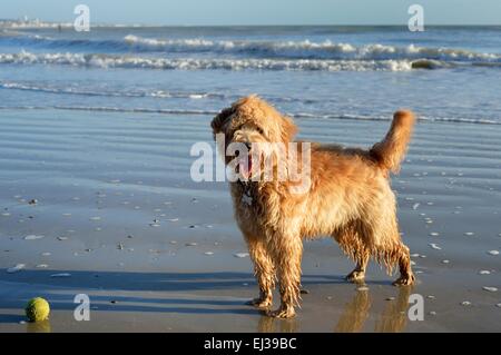 Labradoodle puppy posing on beach with ball Stock Photo