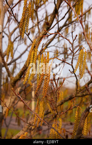 Alnus cordata - Italian Alder in flower Stock Photo
