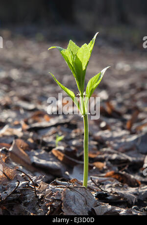The close-up of a sprout in the spring Stock Photo