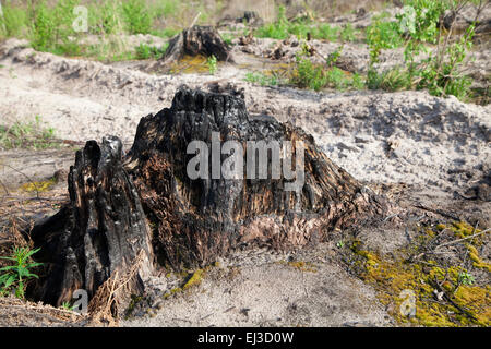 Burnt tree stump after a forest fire Stock Photo - Alamy