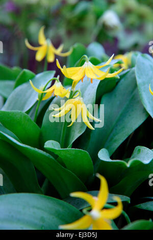 Erythronium tuolumnense AGM Stock Photo