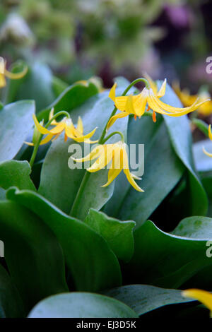 Erythronium tuolumnense AGM Stock Photo